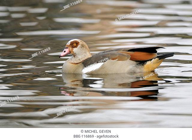 Swimming Egyptian Goose