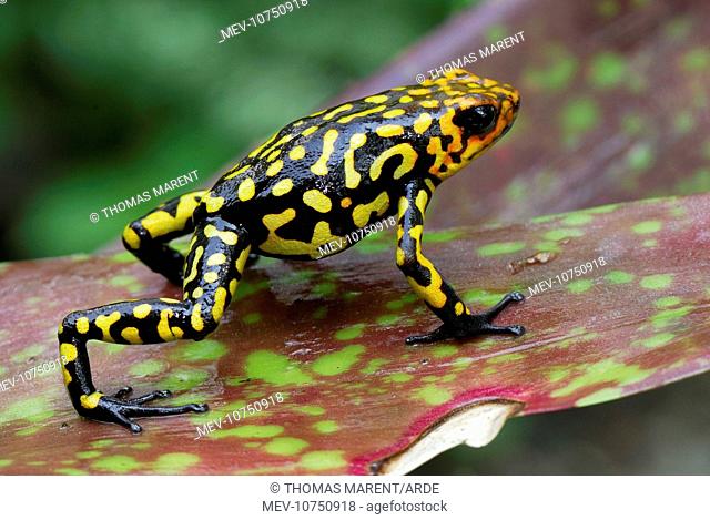 Harlequin Poison Arrow / Dart Frog (Oophaga histrionica)