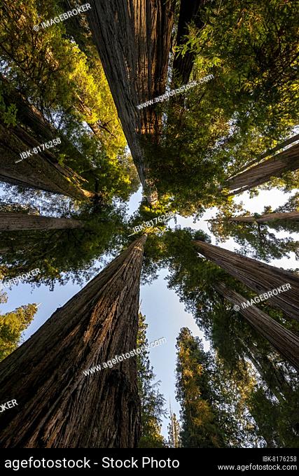 Coast redwoods (Sequoia sempervirens), looking up into the sunlit treetops, Jedediah Smith Redwoods State Park, Simpson-Reed Trail, California, USA