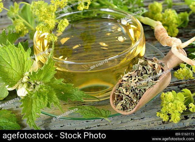 Menopause tea, lady's mantle, parsley root (petroselinum crispum) Parsleys, white nettle (lamium album) (Alchemilla vulgaris) (melissa officinalis)