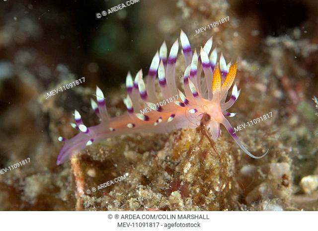 Much-desired Flabellina Nudibranch