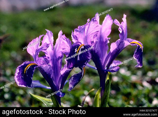 Gelbliche Schwertlilie, Iris lutescence, Iridaceae, blühend, Blüten, Blume, Pflanze, Provinz Malaga, Anadulsien, Spanien