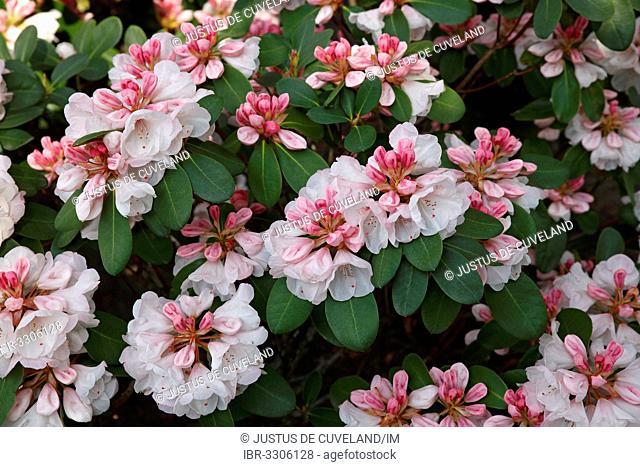 Silver Jubilee Rhododendron variety (Rhododendron hybrid Silver Jubilee) cultivar, flowering