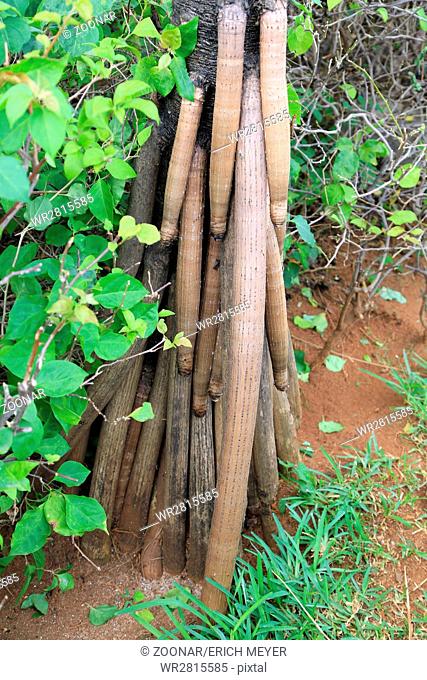 Stilt roots of a screwpine, Pandanus utilis