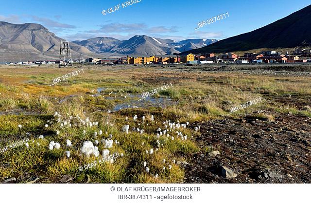 Cotton grass, Longyearbyen, Spitsbergen, Svalbard Archipelago, Svalbard and Jan Mayen, Norway