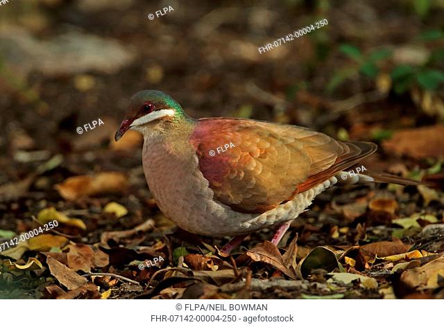 Key West Quail-dove (Geotrygon chrysia) adult, standing on forest floor, Cayo Coco, Jardines del Rey, Ciego de Avila Province, Cuba, March