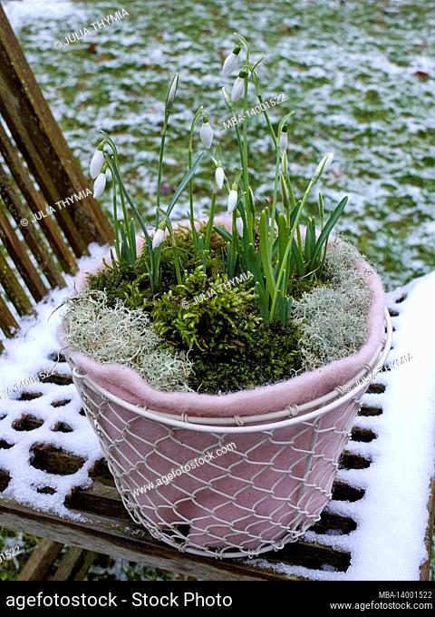snowdrops (galanthus nivalis) in a pot