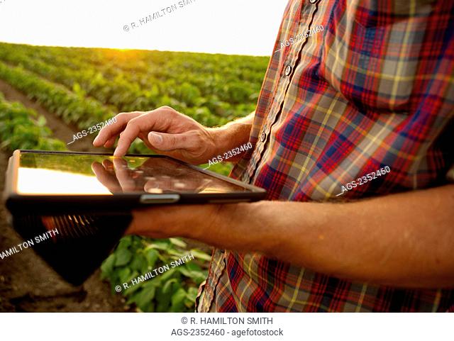 Agriculture - A young farmer in an early growth soybean field at sunset records crop data on his Apple iPad. This represents the next generation of young...