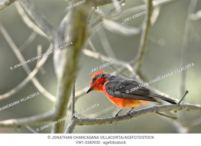 Vermilion flycatcher (Pyrocephalus rubinus) male perched still on branches. lima - Perú