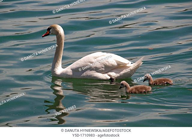 Swans family, mother and two chicks on the water