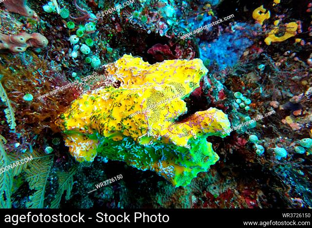 gelber Schwamm - Mycale humilis, Nord-Molukken, Halmahera, Indonesien, Sito