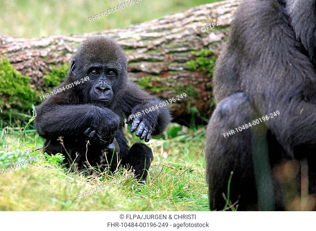 Western Lowland Gorilla (Gorilla gorilla gorilla) young, sitting on grass near mother (captive)