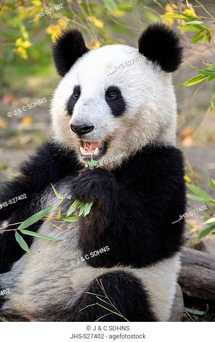 Giant Panda, (Ailuropoda melanoleuca), distribution China, captive, young feeding portrait