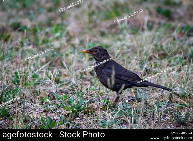 A blackbird sits on a piece of lawn