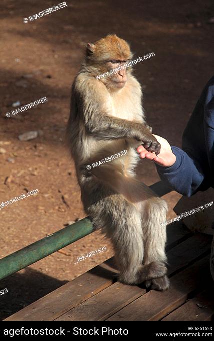 Encounter between man and monkey in the forests near Azrou Morocco
