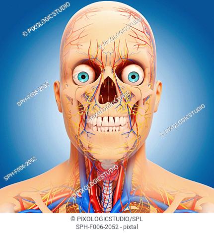 Head anatomy, computer artwork