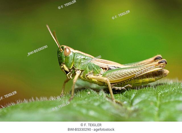common meadow grasshopper (Chorthippus parallelus), sitting on a leaf, Germany