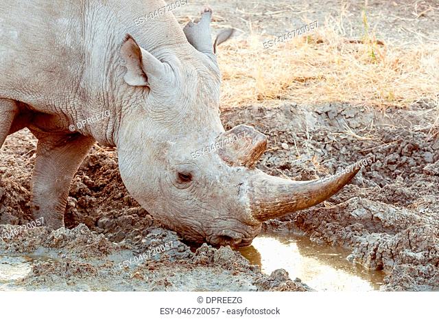 Close-up of a black rhinoceros drinking water after sunset