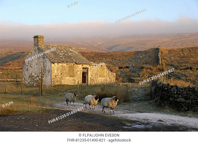 Derelict shepherds hut, in upland moorland, three sheep, Ribblehead, North Yorkshire, Yorkshire Dales N P , England, winter