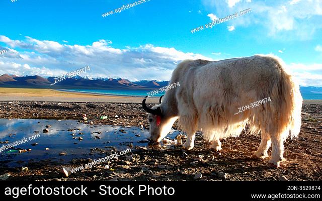 Landscape of mountains and lakes in the highlands of Tibet, with the silhouette of a yak