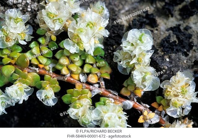 Paronychia Paronychia capitata alpine form, French Pyrenees, France