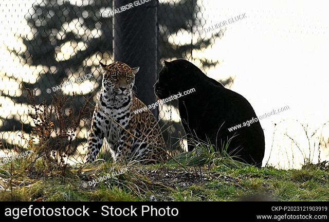 New male jaguar named Akabu (right) in zoo in Zlin, Czech Republic, December 19, 2023. Pictured left female jaguar Yuna. (CTK Photo/Dalibor Gluck)