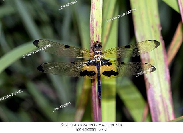 Yellow-striped flutterer (Rhyothemis phyllis), Isaan, Thailand