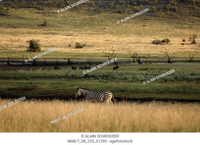 Side profile of a zebra Equus Burchellii in a field, Kruger Park, South Africa