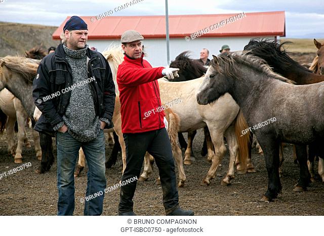 THE BIG ROUND-UP OF HERDS OF ICELANDIC HORSES, AN ICELANDIC TRADITION THAT CONSISTS OF BRINGING BACK THE HORSES WHICH HAD BEEN IN MOUNTAIN PASTURE IN SUMMER