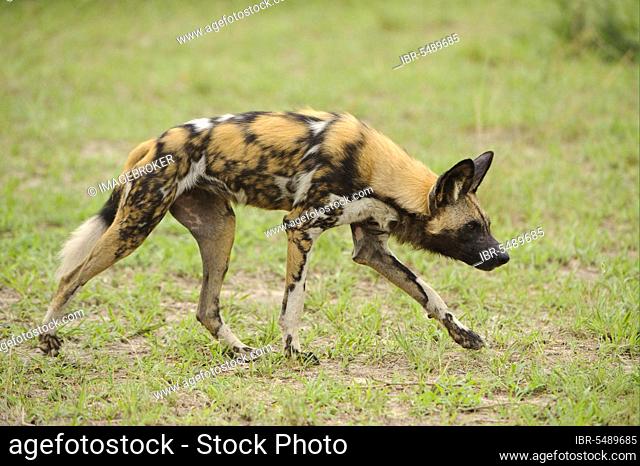African wild dog (Lycaon pictus), hyena dogs, canines, predators, mammals, animals Wild Dog adult, walking, Kwando Lagoon, Linyanti, Botswana, Africa