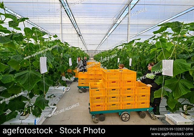 28 March 2023, Brandenburg, Manschnow: Employees of Fontana Gartenbau GmbH harvest cucumbers, also known as snake cucumbers, in the new greenhouse