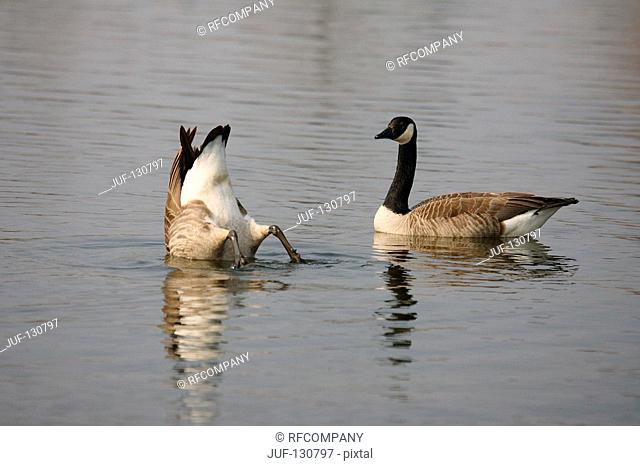 two Canada geese - in water / Branta canadensis