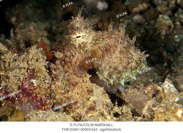 Algae Octopus Abdopus aculeatus adult, Ambon Island, Maluku Islands, Banda Sea, Indonesia