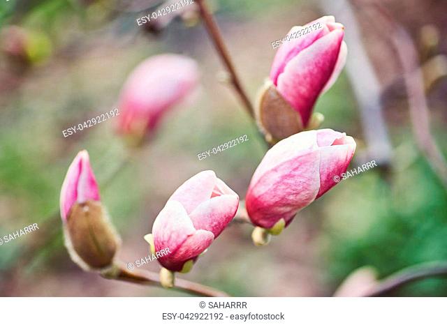 decoration of few magnolia flowers. pink magnolia flower. Magnolia. Magnolia flower