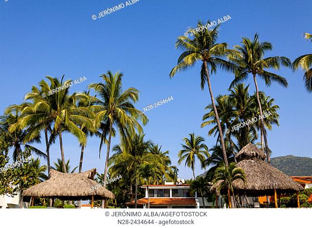 Coconut palm trees. Manzanillo beach. Pacific Ocean. Colima. Mexico