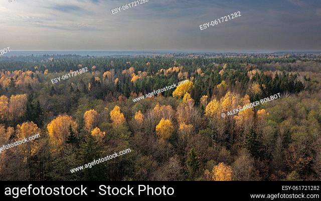 Polish part of Bialowieza Forest to east from Hajnowka aerial view, Podlaskie Voivodeship, Poland, Europe
