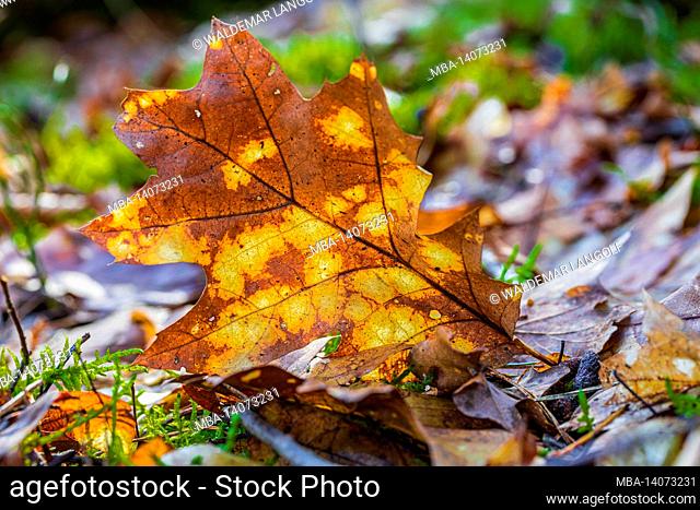 fallen leaf on forest floor, nature in detail, forest still life