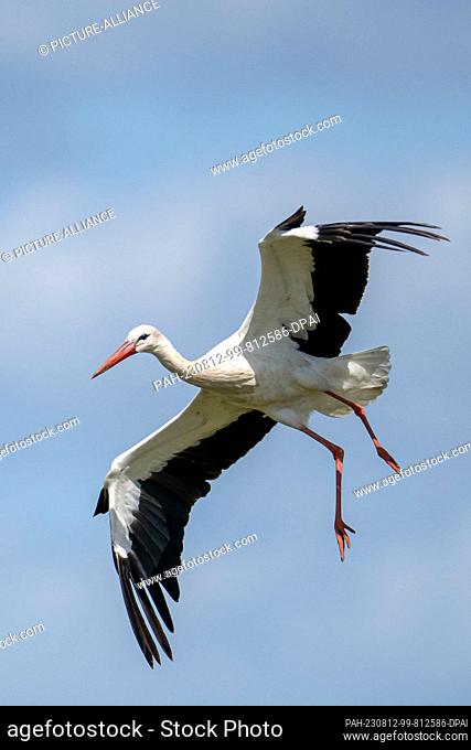 10 August 2023, Lower Saxony, Loxstedt: A white stork in flight. According to experts, the stork population is unusually high this year