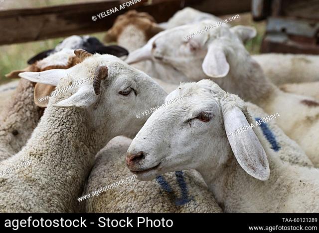 RUSSIA, CHECHEN REPUBLIC - JUNE 28, 2023: Qurbani sheep for sale in Grozny during Eid al-Adha (or Kurban Bairam, 'feast of the sacrifice')