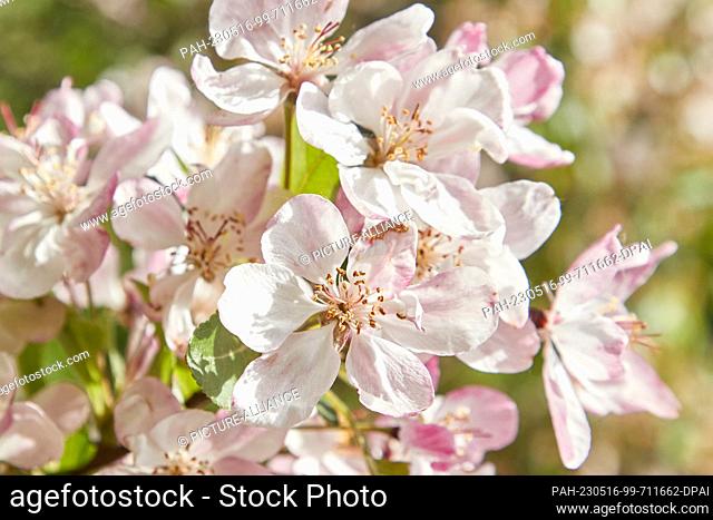 16 May 2023, Hamburg: View of cherry blossoms on a tree at the Binnenalster. On Friday starts the Japanese Cherry Blossom Festival including fireworks and the...