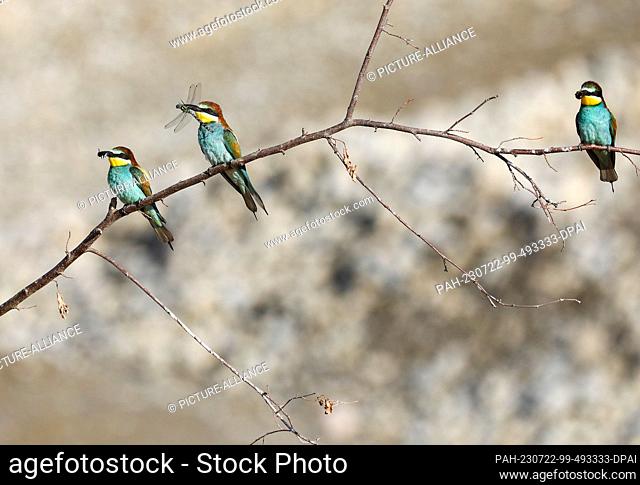 22 July 2023, Baden-Württemberg, Hohentengen: Bee-eater (Merops apiaster) with a bumblebee and a dragonfly in its beak sitting on a branch