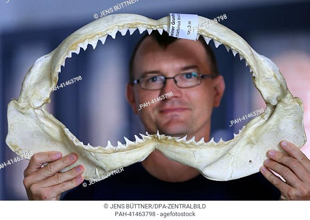 Curator of the German Oceanographic Museum Timo Moritz holds the jaw of a grey reef shark in Stralsund, Germany, 31 July 2013