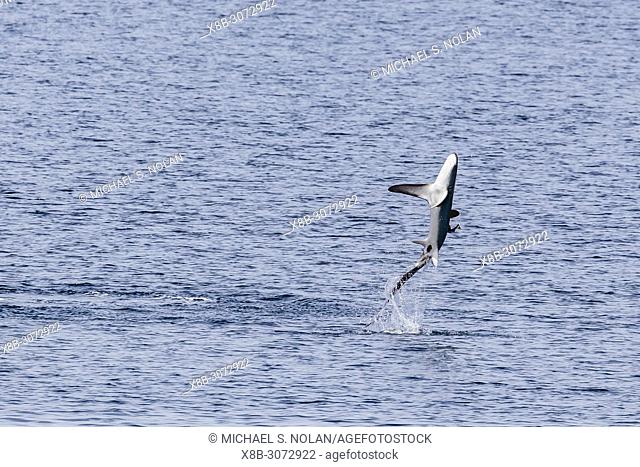 An adult pelagic thresher, Alopias pelagicus, leaping with remoras attached, Isla San Marcos, BCS, Mexico