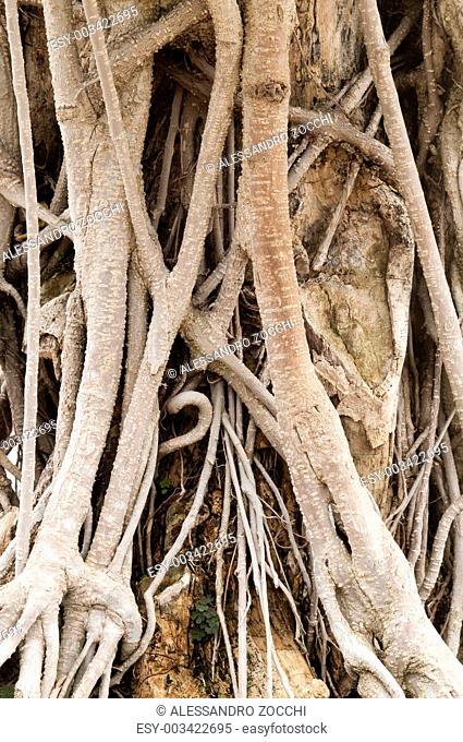 Close-up of roots of Ficus retusa, or Ficus microcarpa, also known as Cuban-laurel