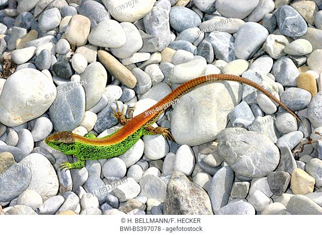 sand lizard (Lacerta agilis), male on stony ground, Germany