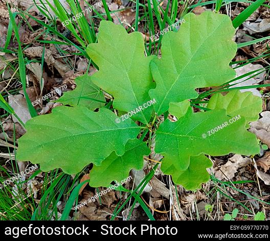 Eichensproessling, Quercus; Robur, Eiche
