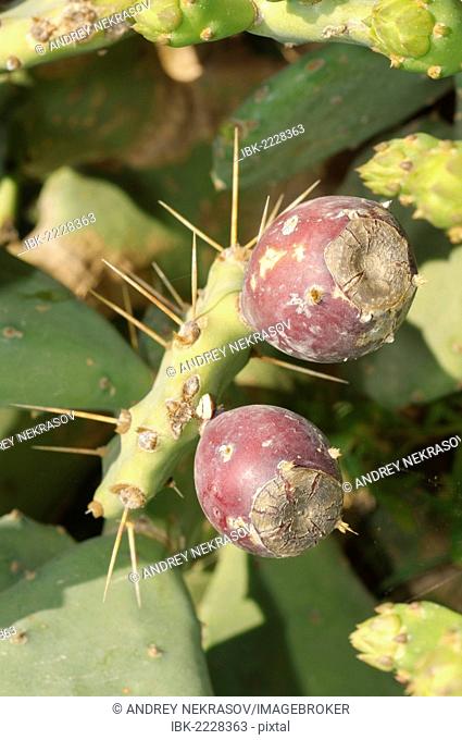 Coastal prickly pear (Opuntia littoralis) with fruits, Tunis, Africa