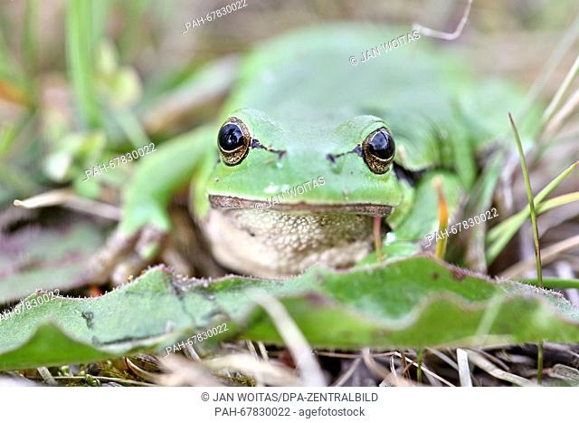 A European tree frog sits in a wet meadow near the strip mine in Profen, Germany, 28 April 2016. Thousands of smooth newts, common toads