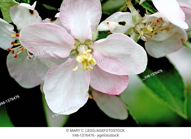 Apple blossoms in a cluster on a branch  Open flower with blown blossom  Close up