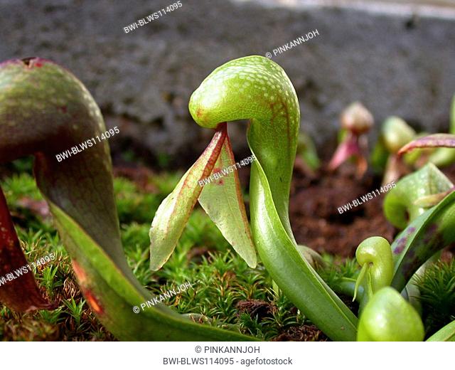 California pitcher plant, Cobra Lily Plant Darlingtonia californica, trap